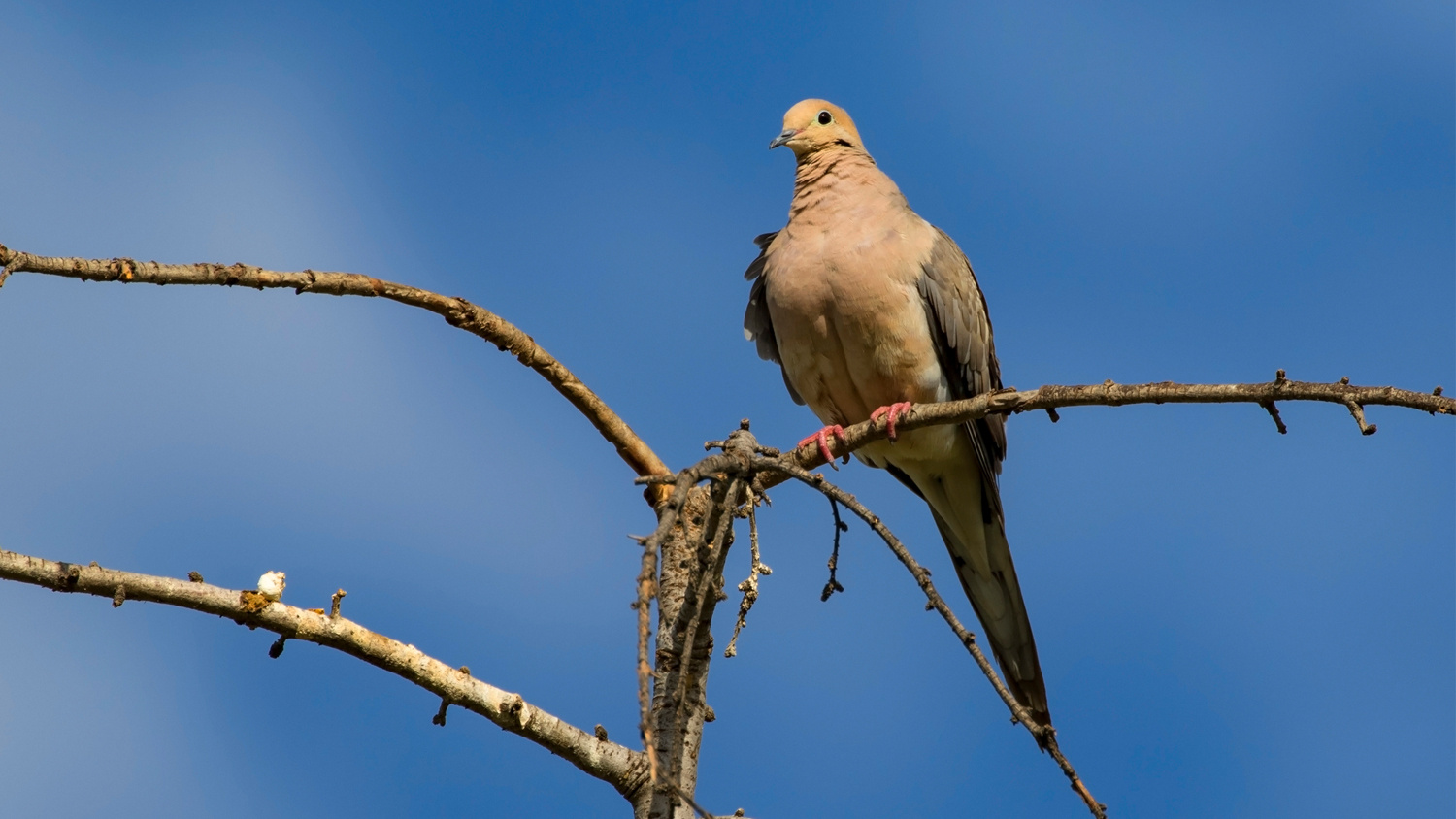 Dove