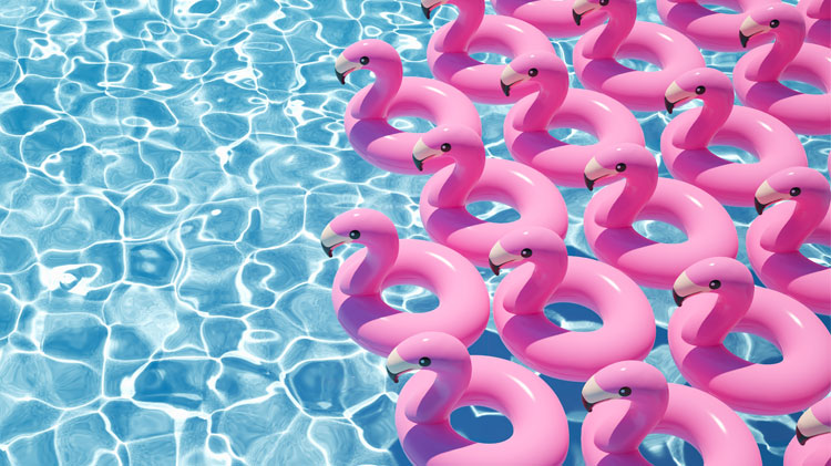 Outdoor Pool with lots of Pink Flamingo Floats